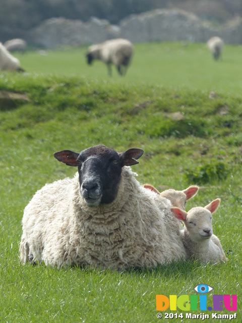 FZ004665 Two little lambs cuddled up to sheep